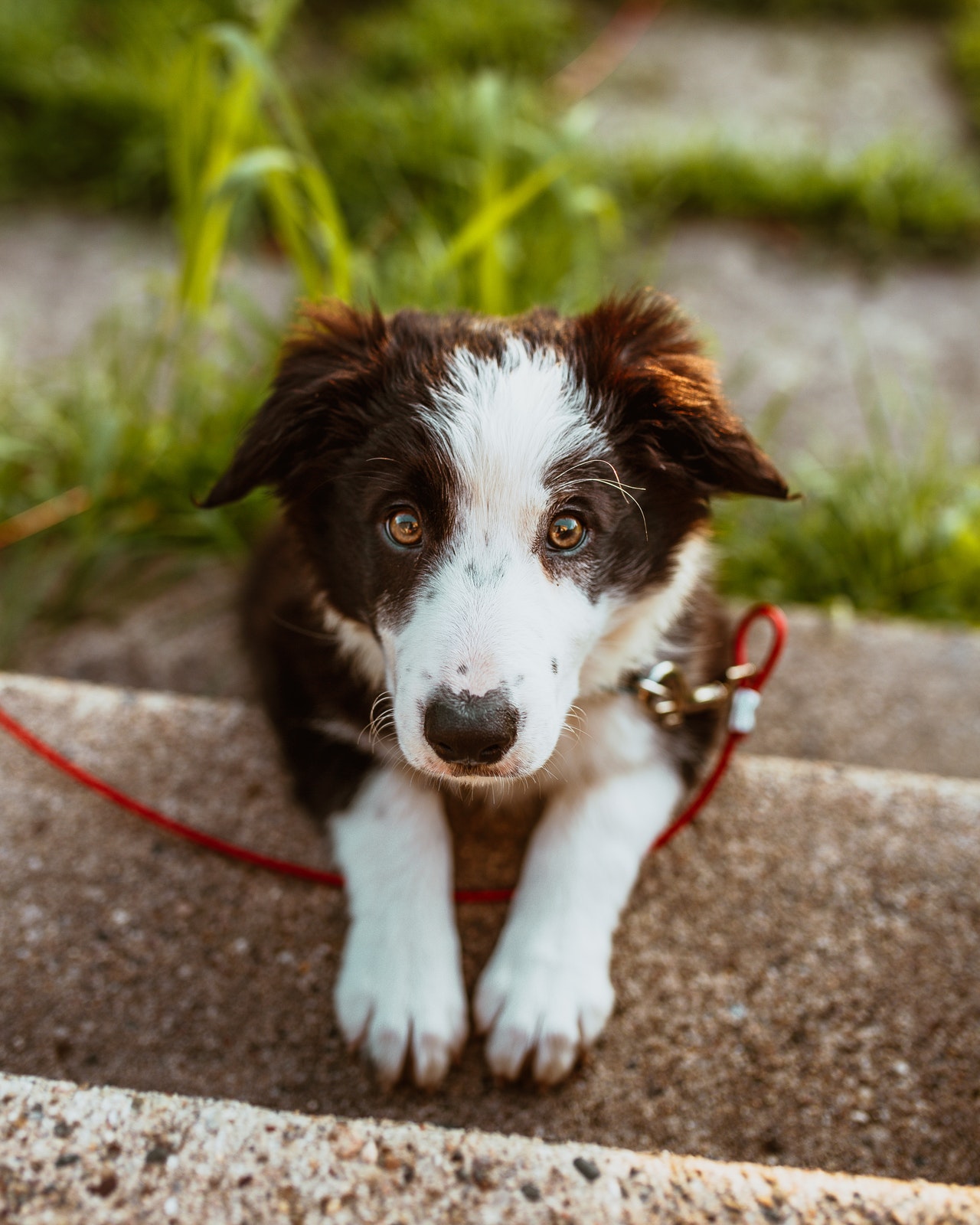 Ferie uden din hund – Hundepasser eller hundepension?